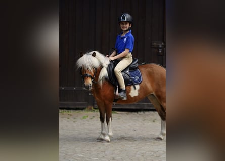 Kuce szetlandzkie, Klacz, 4 lat, 106 cm, Srokata