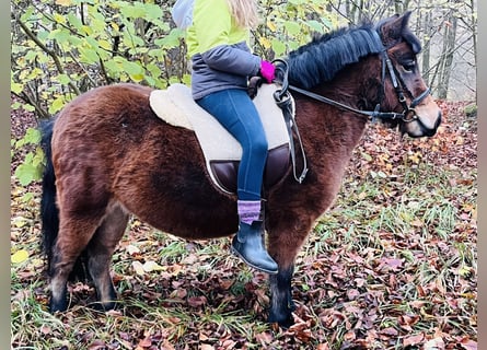 Kuce szetlandzkie, Klacz, 4 lat, 107 cm, Gniada