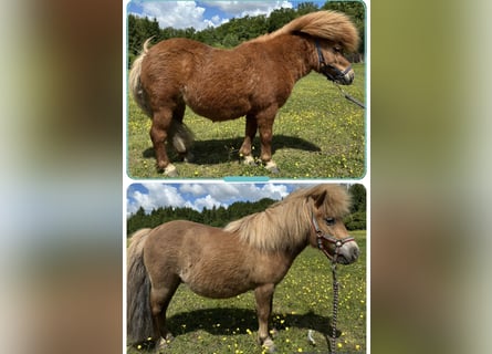 Kuce szetlandzkie, Klacz, 7 lat, 83 cm, Kasztanowata