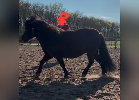 Kuce szetlandzkie, Klacz, 7 lat, 95 cm, Skarogniada