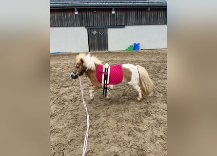 Kuce szetlandzkie, Klacz, 8 lat, 90 cm