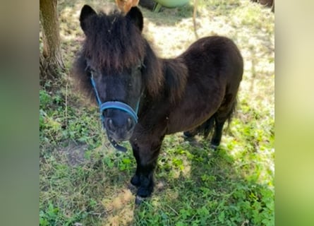 Kuce szetlandzkie, Ogier, 1 Rok, 90 cm, Kara