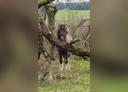 Kuce szetlandzkie, Ogier, 3 lat, 110 cm, Bułana