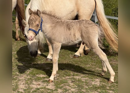Kuce szetlandzkie, Ogier, Źrebak (05/2026), 104 cm, Szampańska