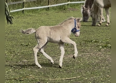 Kuce szetlandzkie, Ogier, Źrebak (05/2026), 104 cm, Szampańska