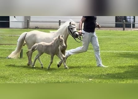 Kuce szetlandzkie, Ogier, Źrebak (05/2026), 104 cm, Szampańska
