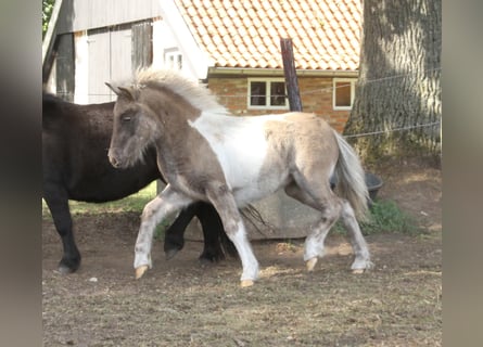 Kuce szetlandzkie Mix, Ogier, Źrebak (04/2026), 120 cm, Srokata