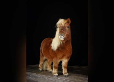 Kuce szetlandzkie, Wałach, 16 lat, 84 cm, Kasztanowata