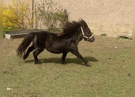 Kuce szetlandzkie, Wałach, 6 lat, 70 cm, Kara