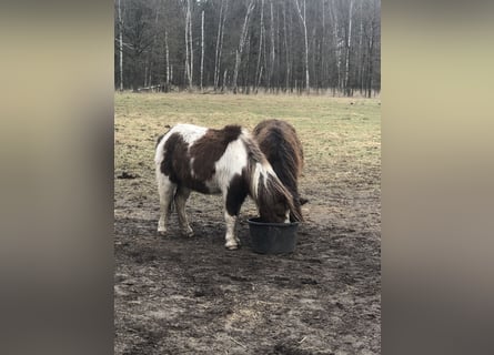 Kuce szetlandzkie Mix, Wałach, 33 lat, 105 cm, Srokata