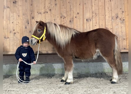 Kuce szetlandzkie, Wałach, 3 lat, 114 cm, Kasztanowata