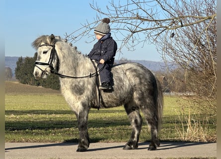 Kuce szetlandzkie, Wałach, 5 lat, 113 cm, Siwa jabłkowita