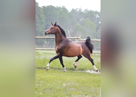 Volbloed Arabier, Hengst, 19 Jaar, 162 cm, Bruin