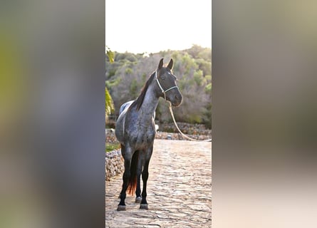 Kłusak amerykański (Standardbred), Klacz, 4 lat, 139 cm, Karodereszowata