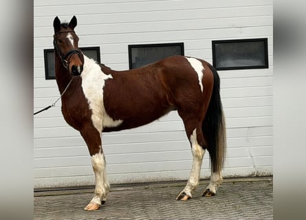 Kłusak francuski, Wałach, 6 lat, 158 cm, Srokata