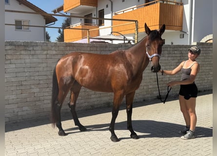Kłusak niemiecki, Klacz, 4 lat, 162 cm, Gniada