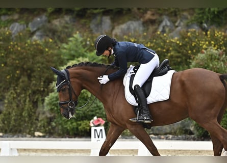 KWPN, Caballo castrado, 10 años, 158 cm, Alazán-tostado