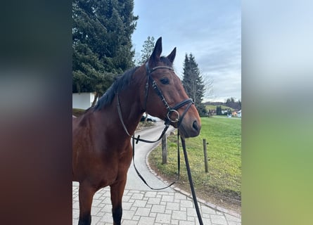 KWPN, Caballo castrado, 10 años, 163 cm, Castaño