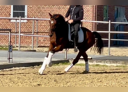 KWPN, Caballo castrado, 10 años, 167 cm, Castaño