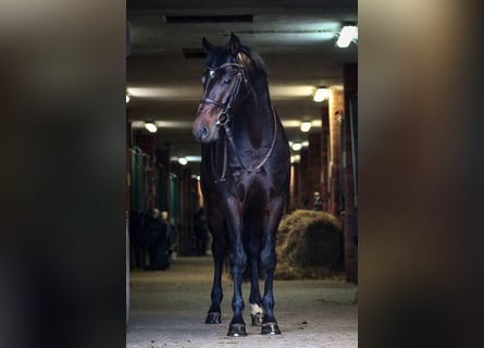 KWPN, Caballo castrado, 10 años, 167 cm, Morcillo