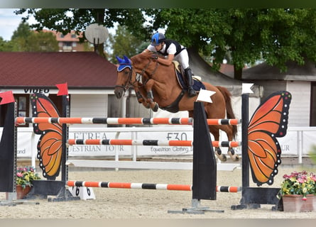 KWPN, Caballo castrado, 10 años, 168 cm, Alazán