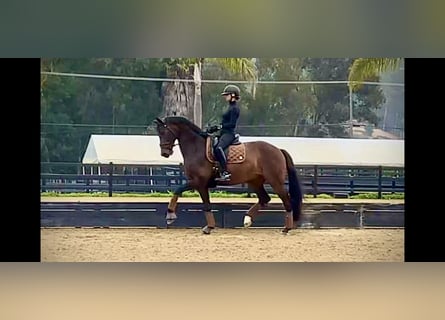 KWPN, Caballo castrado, 10 años, 168 cm, Castaño