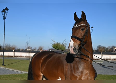 KWPN, Caballo castrado, 10 años, 168 cm, Castaño rojizo