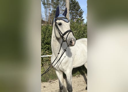 KWPN, Caballo castrado, 10 años, 168 cm, Tordo