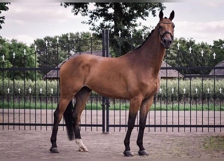KWPN, Caballo castrado, 10 años, 170 cm, Castaño