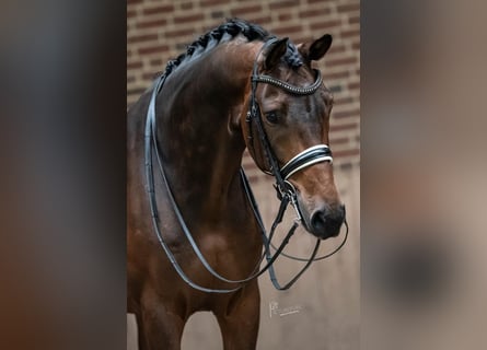 KWPN, Caballo castrado, 10 años, 170 cm, Castaño oscuro