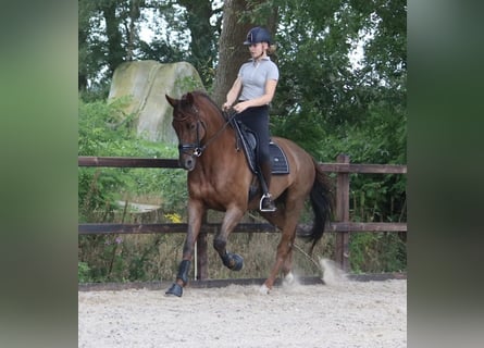 KWPN, Caballo castrado, 10 años, 171 cm, Alazán-tostado