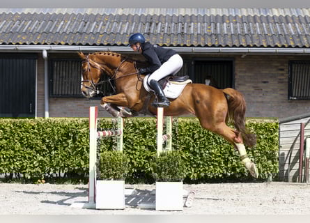 KWPN, Caballo castrado, 10 años, 171 cm