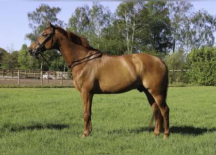KWPN, Caballo castrado, 10 años, 172 cm, Alazán-tostado