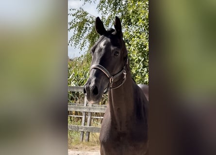 KWPN, Caballo castrado, 10 años, 172 cm, Negro