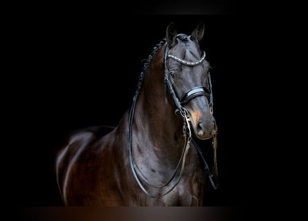 KWPN, Caballo castrado, 10 años, 172 cm, Negro