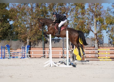 KWPN, Caballo castrado, 10 años, 175 cm, Castaño