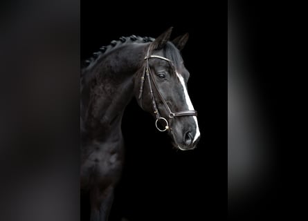 KWPN, Caballo castrado, 10 años, 175 cm, Negro