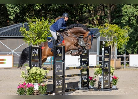 KWPN, Caballo castrado, 10 años, 183 cm, Castaño