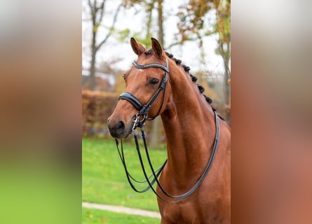 KWPN, Caballo castrado, 11 años, 167 cm, Castaño