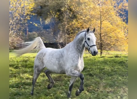 KWPN, Caballo castrado, 11 años, 167 cm, Tordo