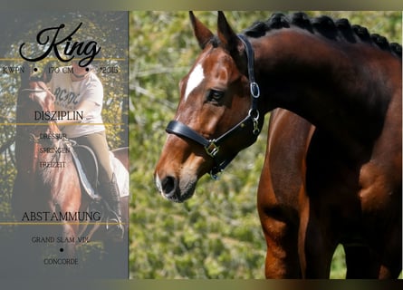 KWPN, Caballo castrado, 11 años, 168 cm, Castaño