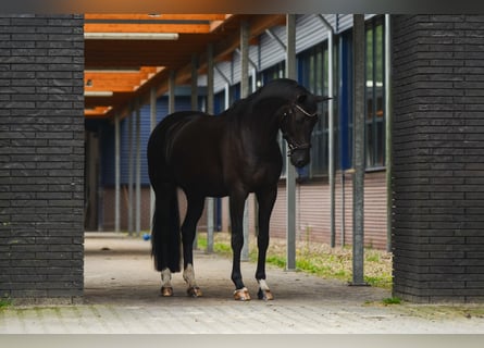 KWPN, Caballo castrado, 11 años, 168 cm, Negro