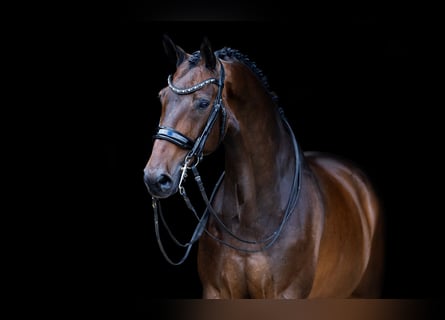 KWPN, Caballo castrado, 11 años, 170 cm, Castaño oscuro