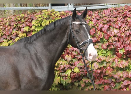 KWPN, Caballo castrado, 11 años, 171 cm, Morcillo