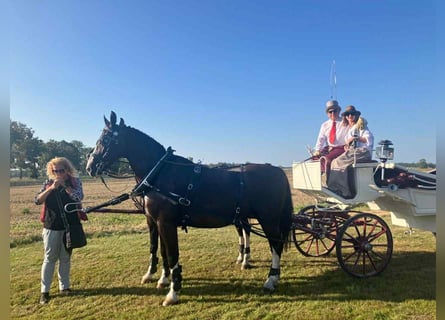 KWPN, Caballo castrado, 11 años, 172 cm, Negro