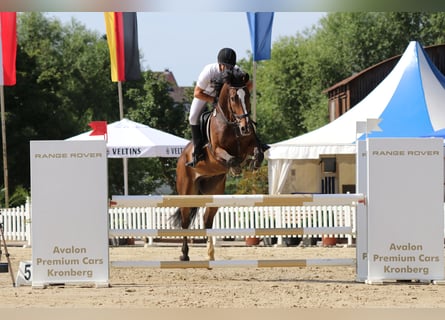 KWPN, Caballo castrado, 11 años, 173 cm, Castaño oscuro