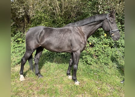 KWPN, Caballo castrado, 11 años, 173 cm, Negro