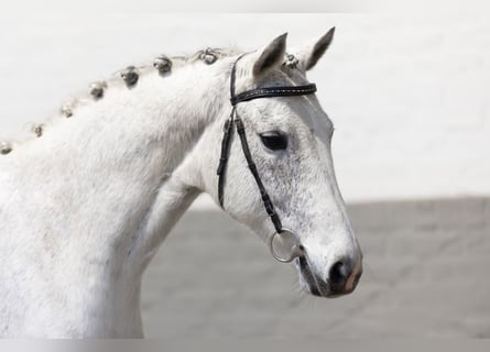 KWPN, Caballo castrado, 12 años, 158 cm, White/Blanco