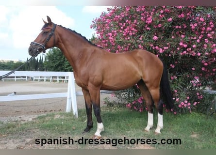 KWPN, Caballo castrado, 12 años, 162 cm, Castaño