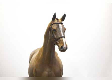 KWPN, Caballo castrado, 12 años, 163 cm, Castaño